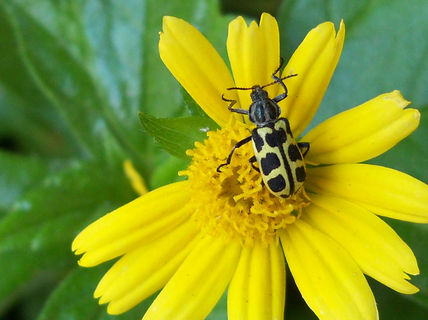 Una macro al tono