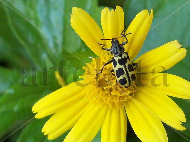 UNA MACRO AL TONO Nature Color (Digital)