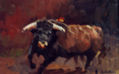 TORO BRAVO