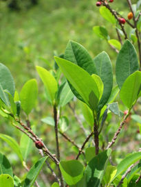 Hoja de coca