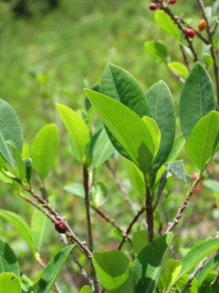 Hoja de coca