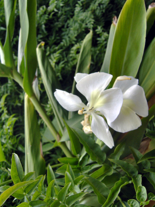 de la serie naturaleza vegetal