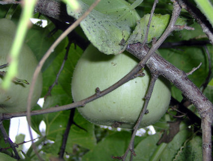 Calabazas