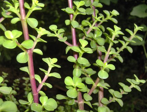 de la serie naturaleza vegetal