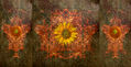 Semillas de Giraso l/Sunflower Seeds