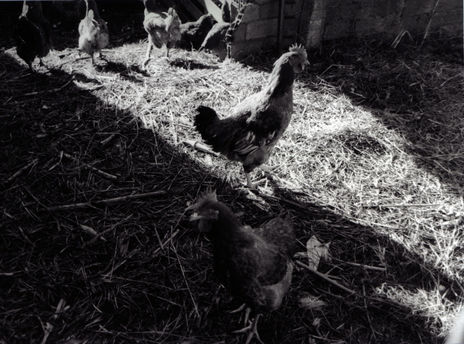 Gallinas