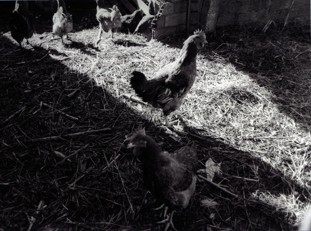 Gallinas