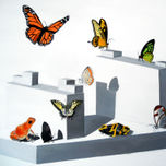 ANIMALS thumbnail 1