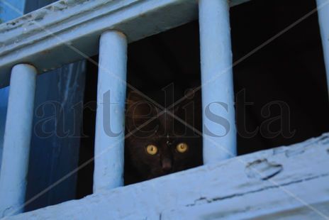 Gato