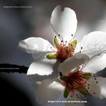 PLANTAS, FLORES Y FRUTAS thumbnail 2