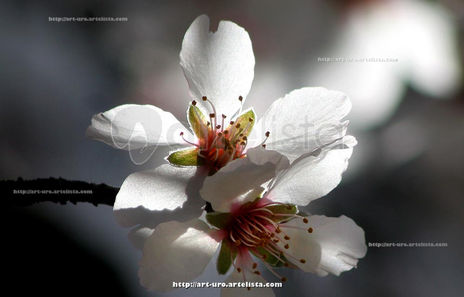Flor de almendro