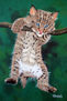 Bebé lince,Luchs-Baby,bébé lynx