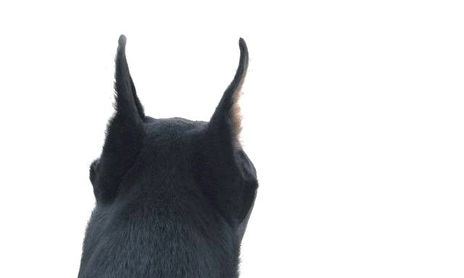 Vida de Perros