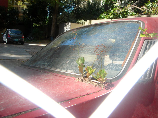 auto floreciendo