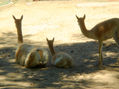 flia. de llamas