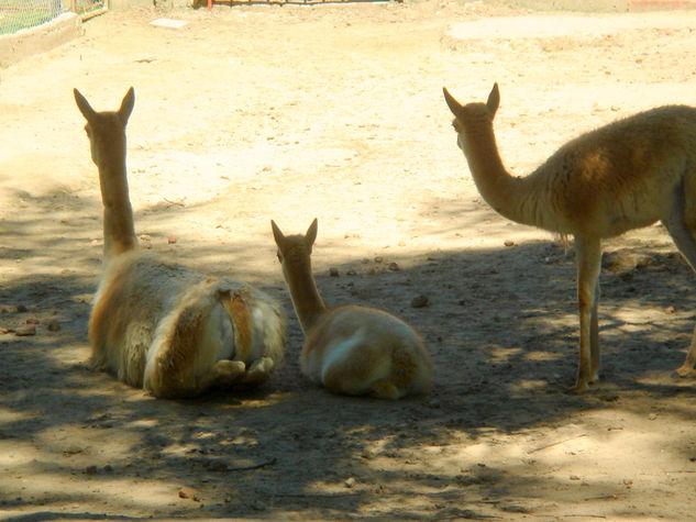 flia. de llamas Óleo Lienzo Paisaje