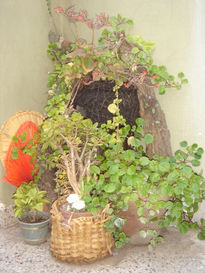 Rincon verde