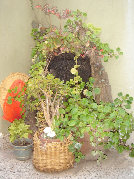Rincon verde