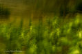 Bosque 2