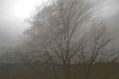 Niebla densa