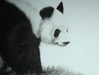 Oso panda