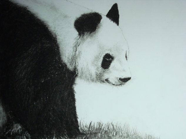 Oso panda Carboncillo