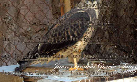fauna
