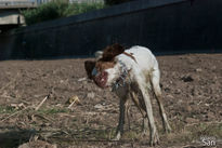 Perro+Agua=Diversión