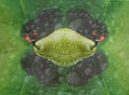 Semillas de Pera / Pear Seeds