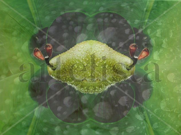 Semillas de Pera / Pear Seeds