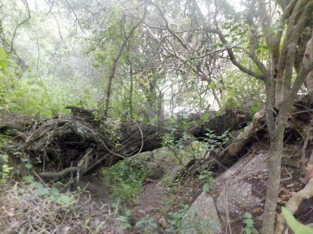 El bosque de las decisiones