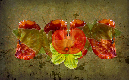 Semillas de Tomates...