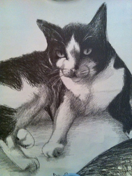 Gato