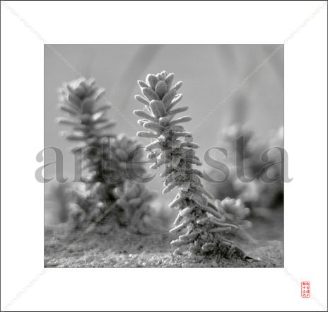 Dune plants
