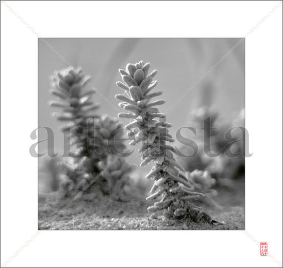 Dune plants Naturaleza Blanco y Negro (Digital)