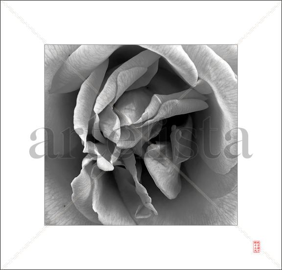 Rose Naturaleza Blanco y Negro (Digital)