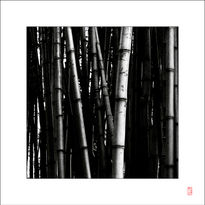 Bamboo