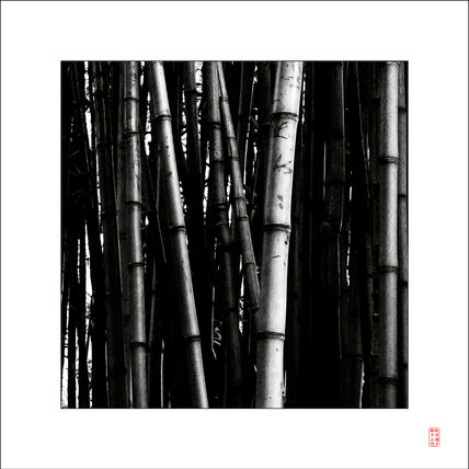 Bamboo