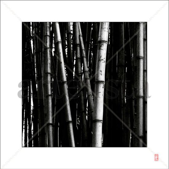 Bamboo Conceptual/Abstracto Blanco y Negro (Digital)