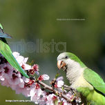 ANIMALES thumbnail 2