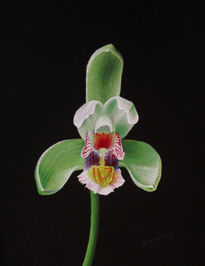 26-orquídea