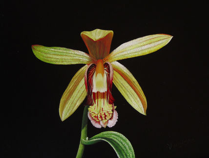 27-orquídea