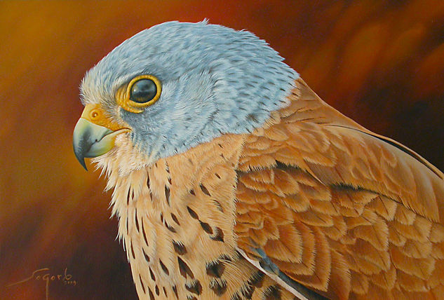 Retrato de cernícalo primilla Oil Panel Animals