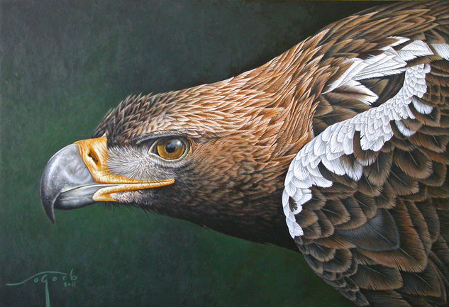 Águila imperial Acrylic Panel Animals