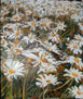 Alegría Blanca