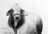 Torete Brahman