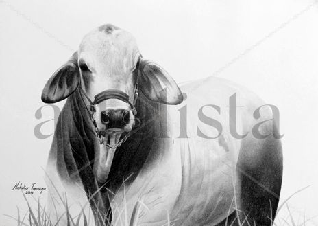 Torete Brahman