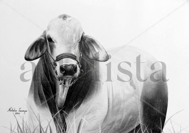 Torete Brahman Charcoal