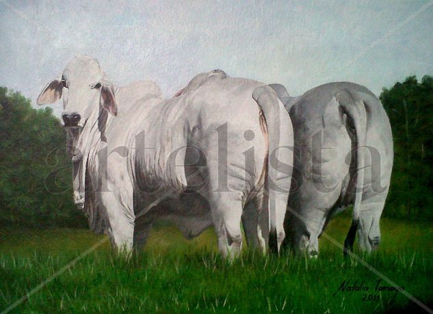 Novillas Brahman Acrylic Others Animals