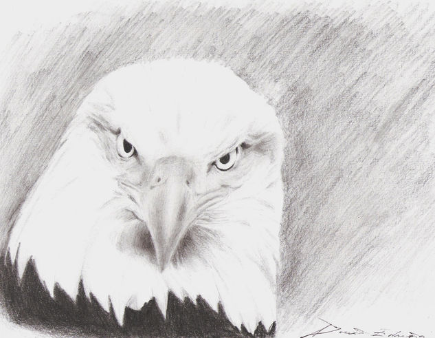 Águila Calva by Deartist7 Charcoal